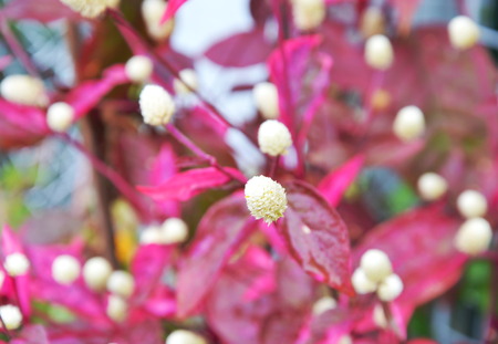 Dentata ruby tropical decorate plant in garden