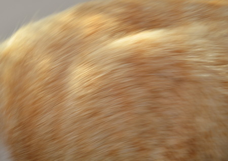 blurry of ginger cat fur texture