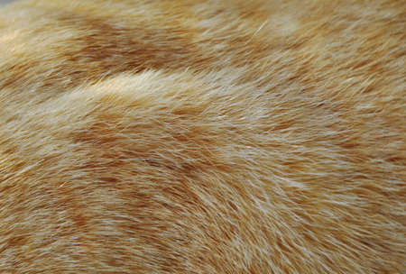 close up of orange cat fur texture and backgroundの写真素材