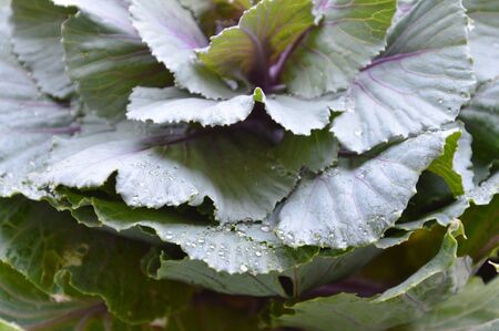 cabbage in backyard garden