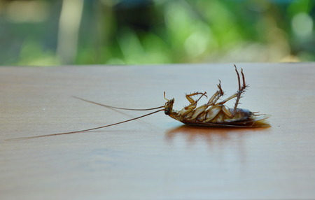 cockroach dead on wooden board in the garden