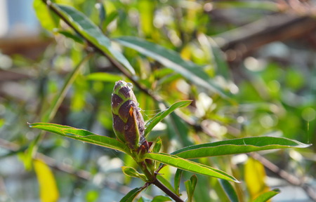 hop-headed barleria tropical herb in park