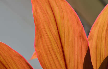 ti log plant in the garden