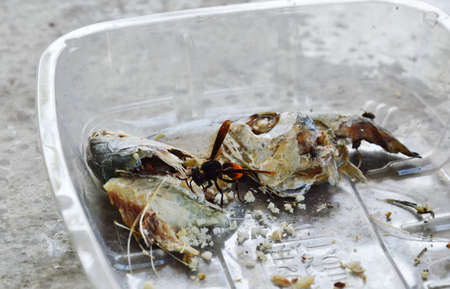 hornet feeding mackerel on plastic trayの写真素材
