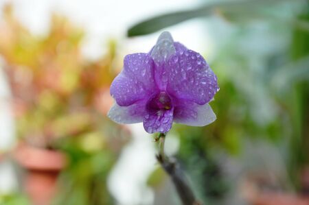 purple orchid blooming in backyard gardenの写真素材