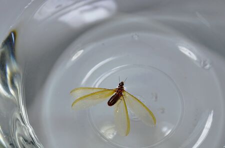 winged termite floating on waterの写真素材