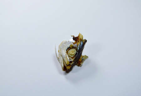 mackerel head left over eat on white background