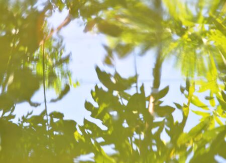 blurry of plant reflection on water surface in garden