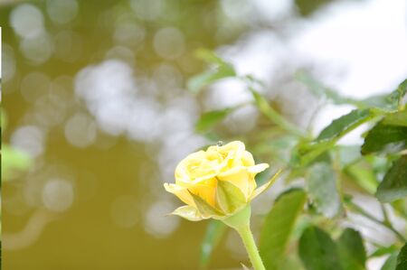 rose blooming in gardenの写真素材