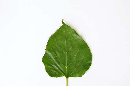 mulberry leaf texture on white background