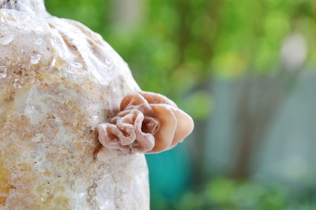 black mushroom growing from Infected loaf in gardenの写真素材