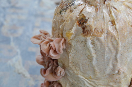 black mushroom grow from Infected loaf and closed for harvestingの写真素材