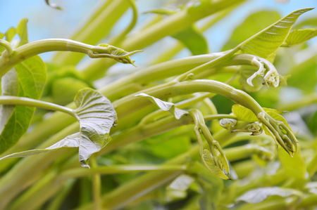 close up of water spinach fresh vegetableの写真素材