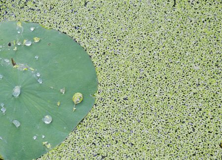 drop of water rolling on lotus leaf and aquatic weedの写真素材