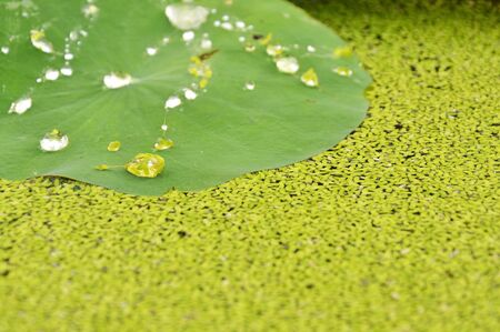drop of water rolling on lotus leaf and aquatic weedの写真素材