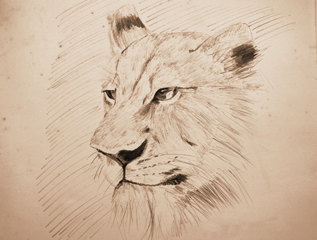 lion face portrait pencil sketching on old paper with sepia toneの写真素材