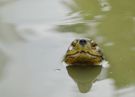 pond turtle head up over water surfaceの写真素材