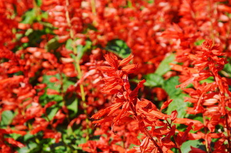 Salvia spiky red blooming on field