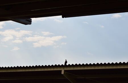 pigeon standing on carved roofの写真素材
