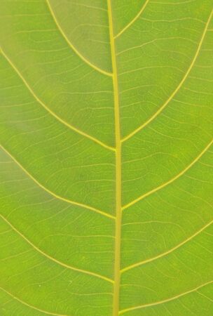 close up of leaf texture and background