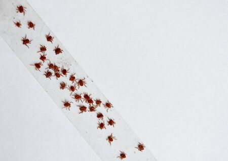 dog ticks got kill by stick on transparent adhesive tape in white backgroundの写真素材