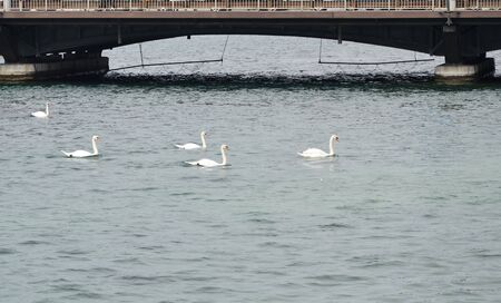 swan swimming near bridge on lake in Geneva Switzerlandの写真素材