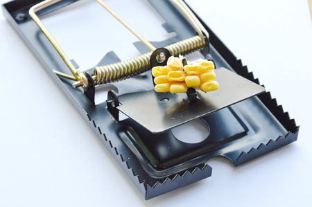 black iron rat trap bait by corn seed on white backgroundの写真素材