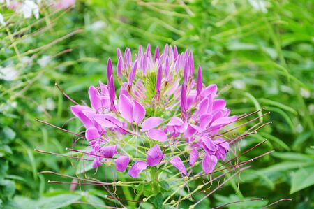 purple spider flower tropical plant in gardenの写真素材