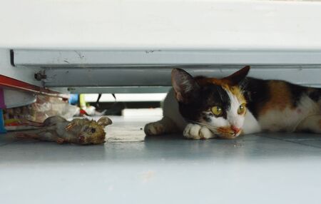 kitten relaxing after hunting rat under shelf in shopの写真素材