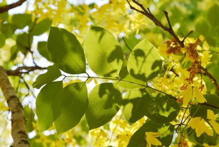 leaf of golden shower tropical flower in gardenの写真素材
