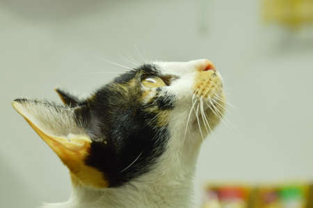 kitten in black and white with yellow color fur looking up to lizard on ceilingの写真素材