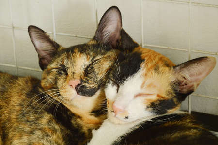 couple cat leaning and sleeping together in happiness hours