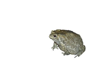 toad swelling isolated in white backgroundの写真素材