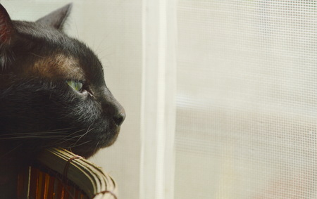 black cat sleepy in basket and looking view outside windowの写真素材