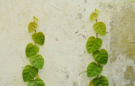 Mexican daisy climbing on cement wall in backyard gardenの写真素材