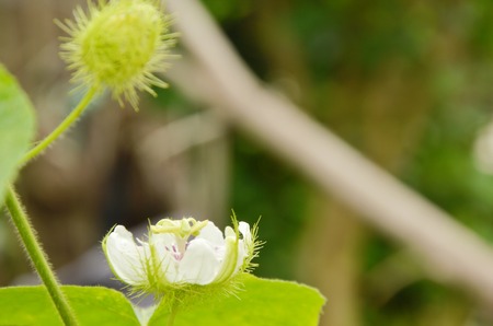 fetid passionflower or passiflora foetida tropical herb blooming in backyard gardenの写真素材