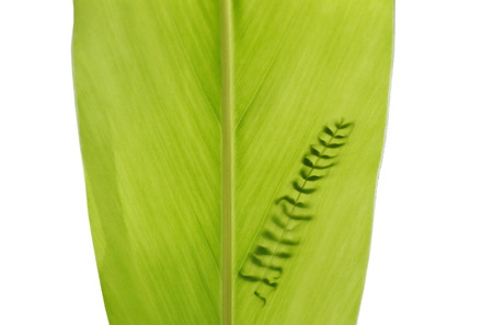 shadow of Acacia leaf falling on galangal leaf in white background
