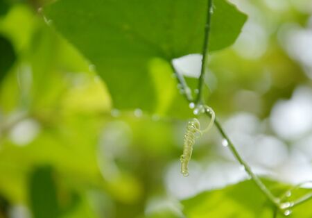 drop of water on ivy gourd branch in backyard gardenの写真素材