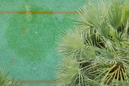 palm tree decoration in swimming poolの写真素材