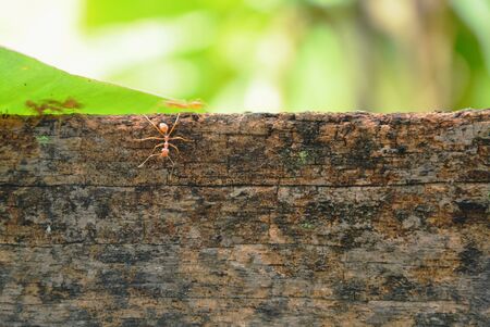 red ant climbing on old wooden fenceの写真素材