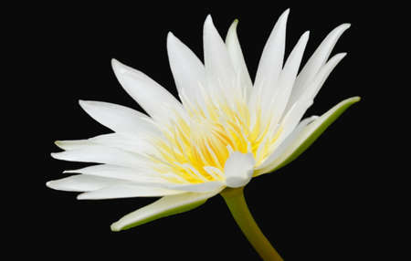 white lotus with yellow pollen water lily flower on black backgroundの写真素材