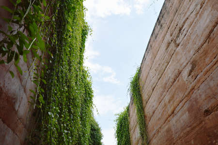 limestone wall decorating by ivy plant climb and hangingの写真素材