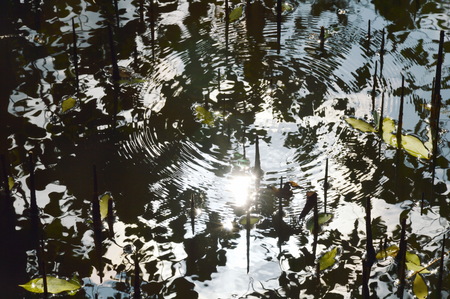 sunlight reflection and ripple on water in mangrove forestの写真素材