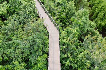 wooden walkway for looking view over forestの写真素材