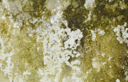 moss and stain on wall background and textureの写真素材