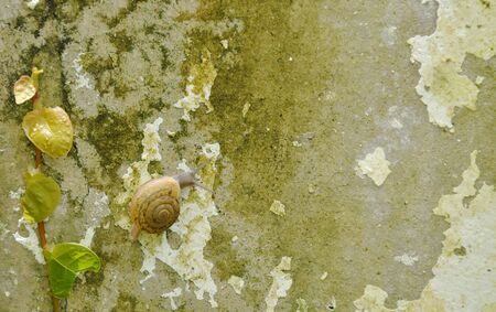 snail climbing slowly beside Mexican daisy on wallの写真素材