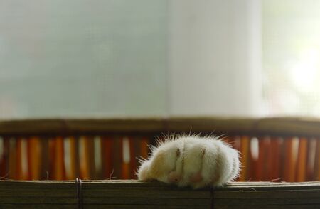 cat sleeping in basket and lift up paw on rimの写真素材