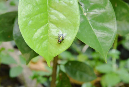 oriental fruit fly hanging on leaf in gardenの写真素材