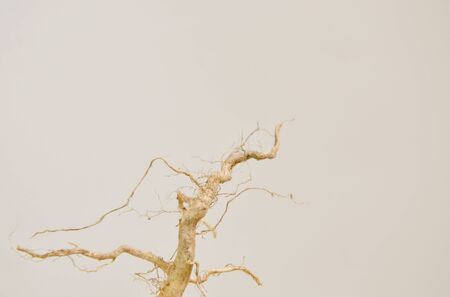 dry plant root with curve and textureの写真素材