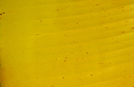 close up of dry banana leaf background and textureの写真素材